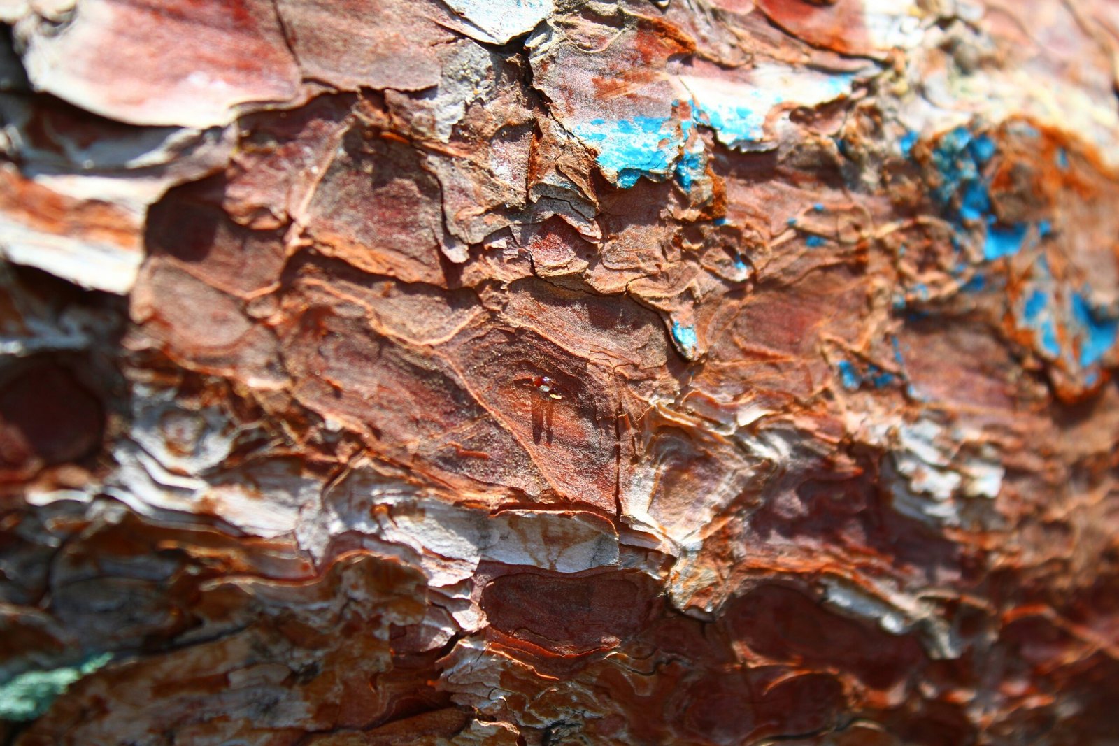 a close up of a tree trunk with blue paint on it