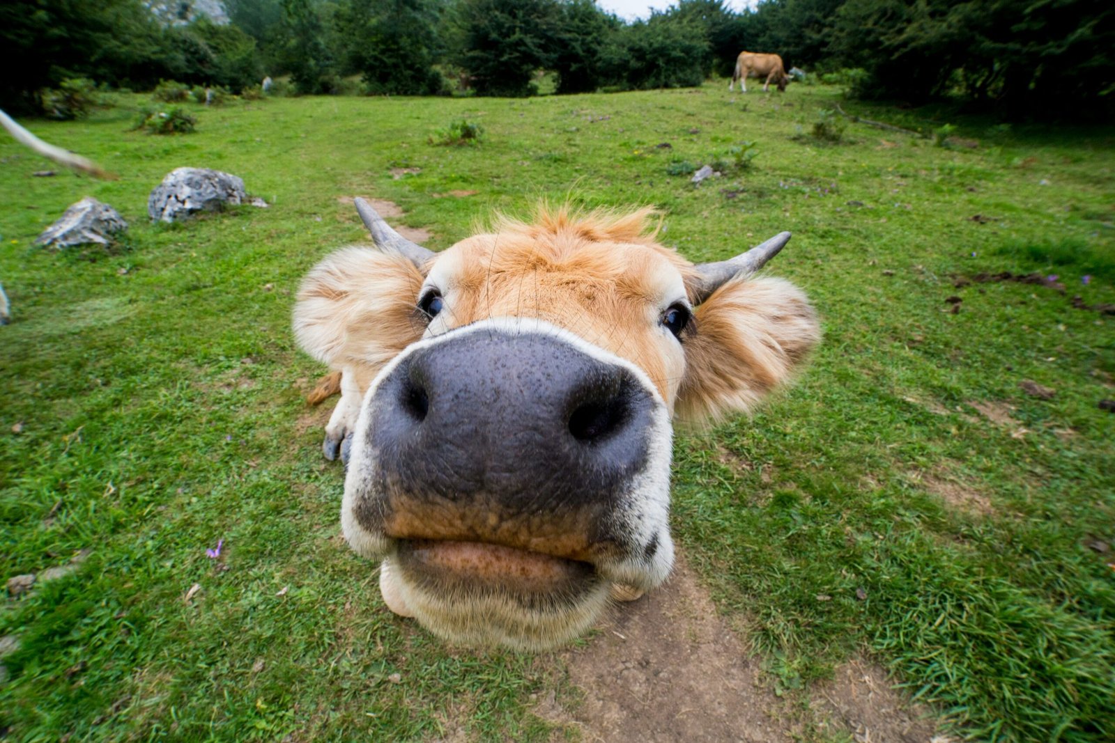 close-up photo of brown animal during daytime